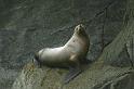 0184 Sea Lion